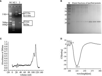 A candidate glycoconjugate vaccine induces protective antibodies in the serum and intestinal secretions, antibody recall response and memory T cells and protects against both typhoidal and non-typhoidal Salmonella serovars